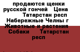 продаются щенки русской гончей › Цена ­ 10 000 - Татарстан респ., Набережные Челны г. Животные и растения » Собаки   . Татарстан респ.